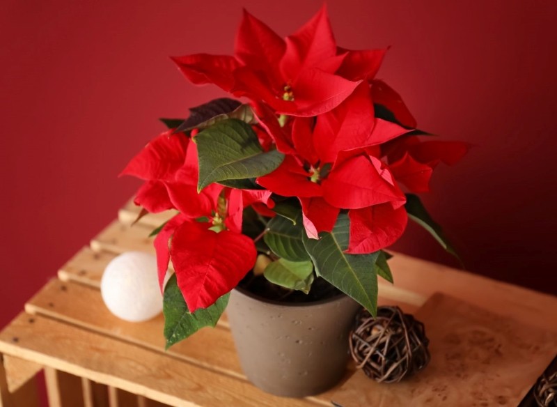 co zrobić z gwiazdą betlejemską po świętach