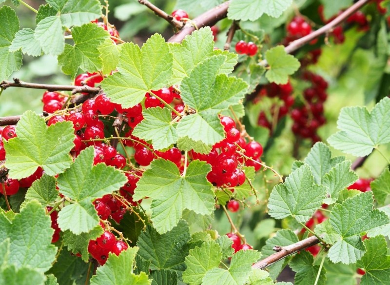 przycinanie porzeczki po owocowaniu