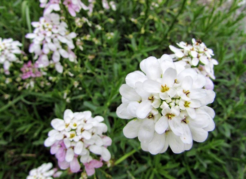 Ubiorek najlepiej kwitnie na słonecznym stanowisku.