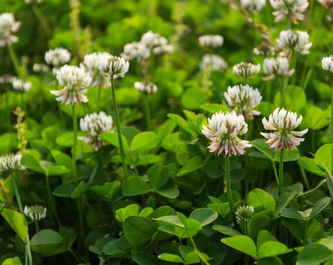 Koniczyna biała (Trifolium repens)