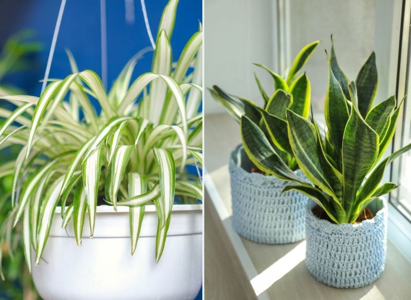 Przy grzejniku bez obaw postawmy zielistkę i sansewierię.