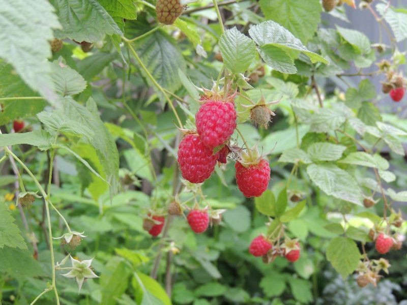 Pod koniec września dla malin najważniejsze jest nawożenie.