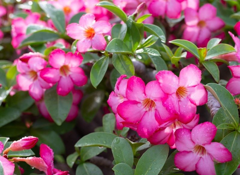 Róża pustyni kwitnie od wiosny do jesieni.