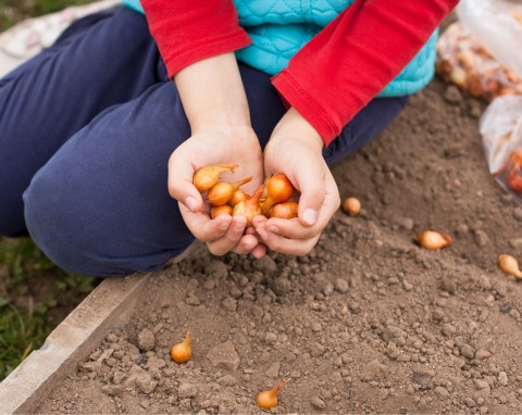 Ostatni dzwonek, żeby posadzić cebulę ozimą. Da duży plon i ochroni grządki przed szkodnikami