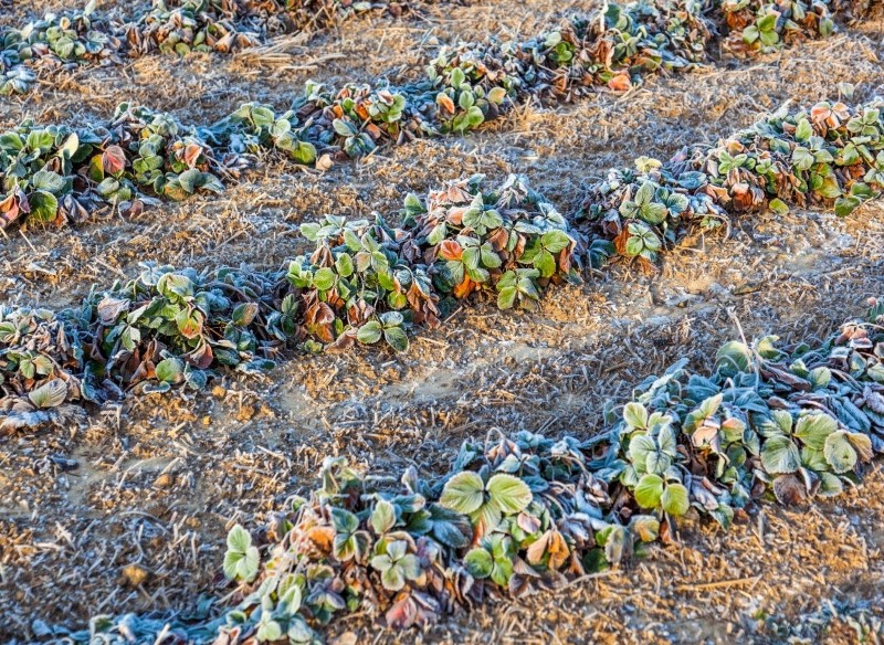 kiedy przykryć truskawki na zimę