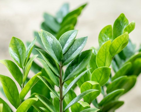 Zamiokulkas nie wypuszcza nowych liści i marnieje w oczach. Witaminowa odżywka szybko pobudzi go do wzrostu