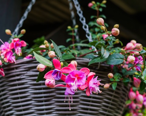 W lutym przesadź fuksję. Cudnie zakwitnie, a choroby będą się trzymać z daleka