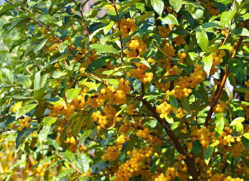 Oliwnik baldaszkowaty dobrze znosi wiatr, a do tego obsypuje się jadalnymi owocami.