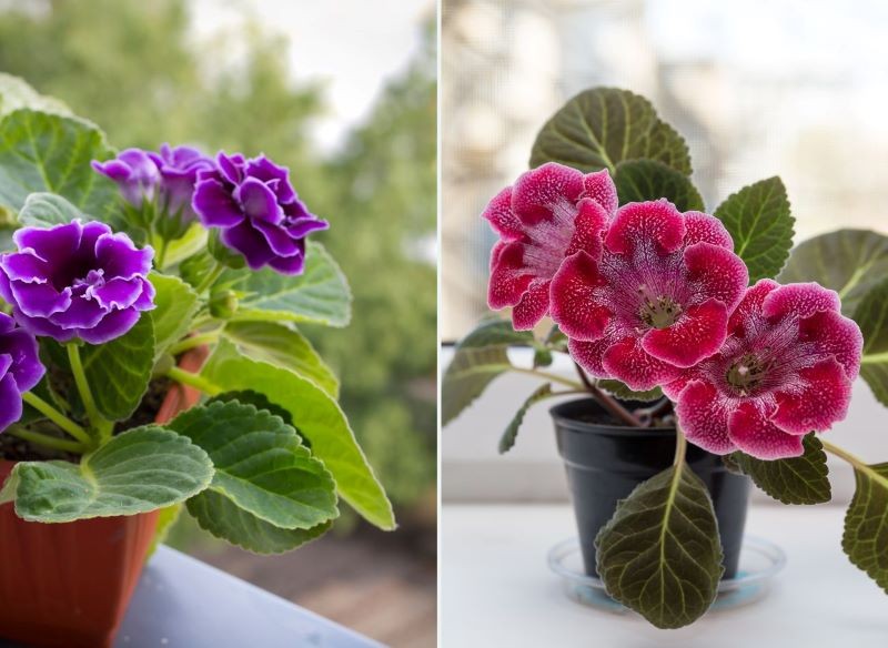 Poszczególne odmiany gloksynii różnią się kolorem kwiatów.