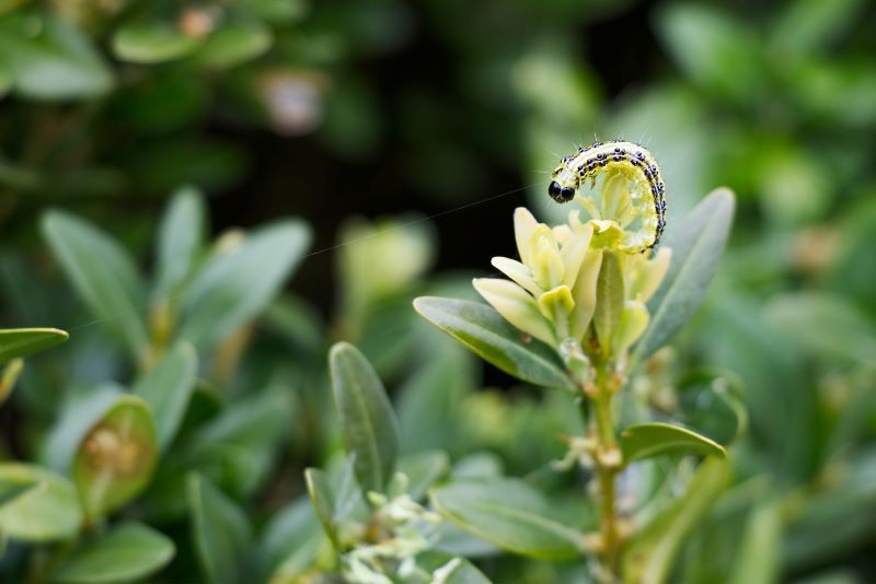 Ze względu na łagodną zimę w tym roku ćma bukszpanowa może zaatakować wcześniej.