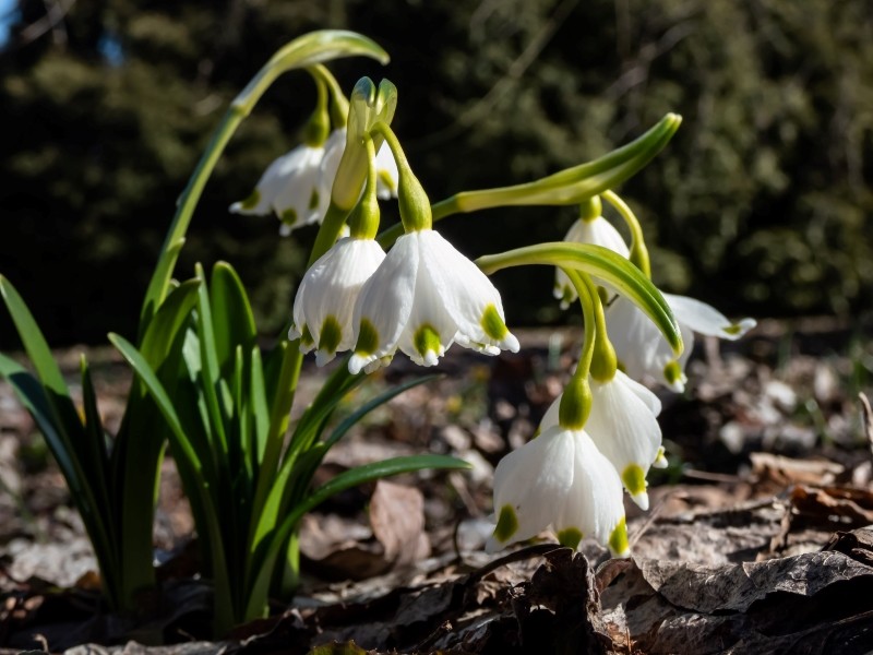uprawa i wymagania śnieżycy wiosennej