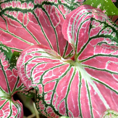 Kaladium (Caladium)
Fot. 123.RF