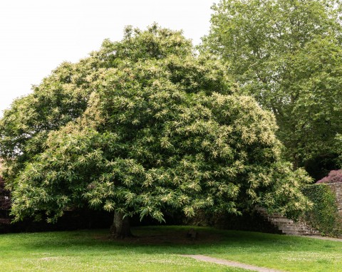 Kasztan jadalny (Castanea sativa Mill)