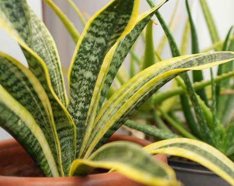 Wężownica będzie miała dużo zielonych i zdrowych liści. 5 porad jak dobrze dbać o sansewierię