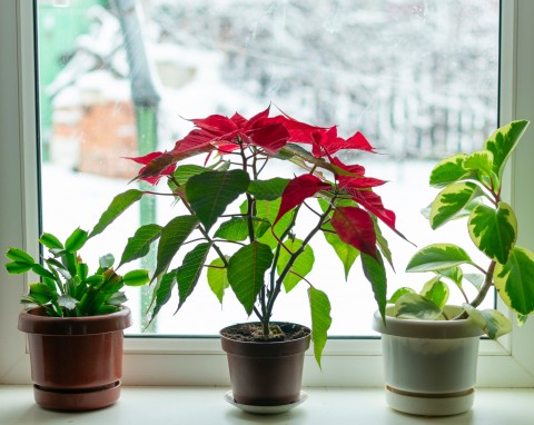 6 powodów, przez które rośliny doniczkowe żółkną. W zimie można sobie szybko z tym poradzić