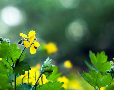 Glistnik jaskółcze ziele (Chelidonium majus)