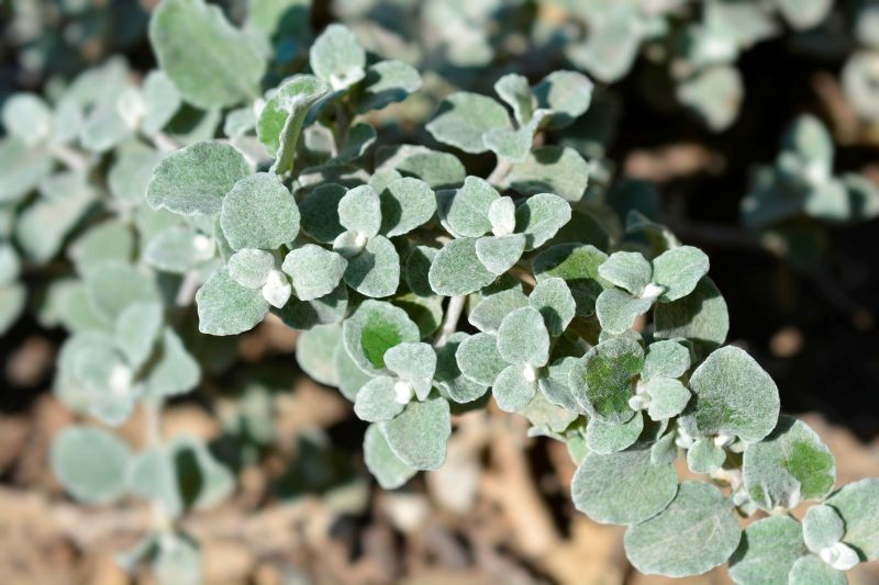 Liście kocanki włochatej są jej największym atutem.