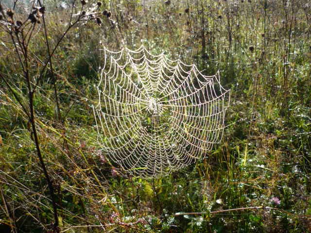 Pozostałe, Natura