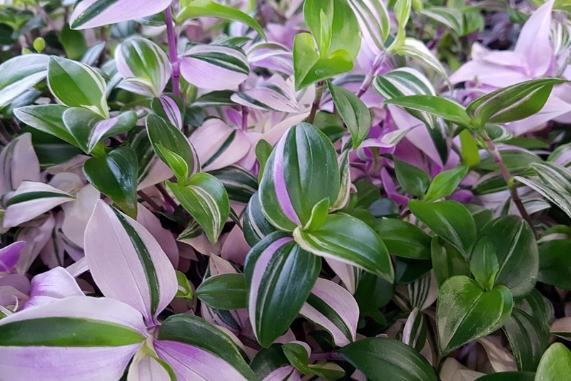 Rośliny, Różowe kwiaty doniczkowe - Trzykrotka (Tradescantia)
Fot. 123.RF