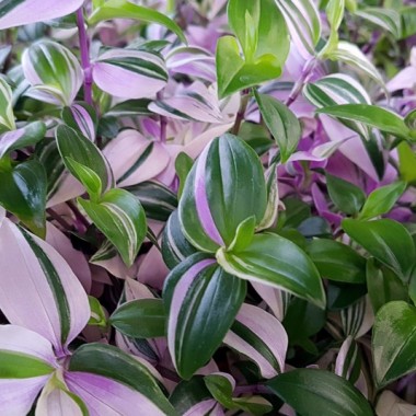 Trzykrotka (Tradescantia)
Fot. 123.RF