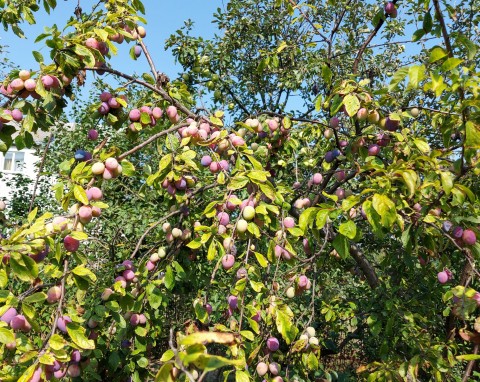 Nawozy pod drzewka owocowe – naturalne, mineralne, zielone. Które najlepiej się sprawdzą?