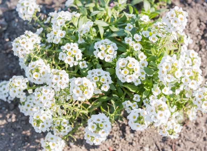 jakie kwiaty siać w kwietniu