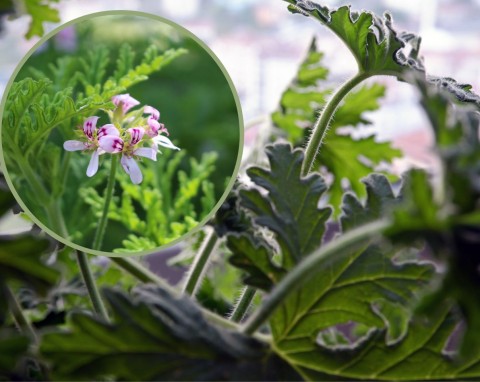 Kwiat anginka, roślinny hit z PRL-u. Jak pielęgnować i na co pomaga geranium?