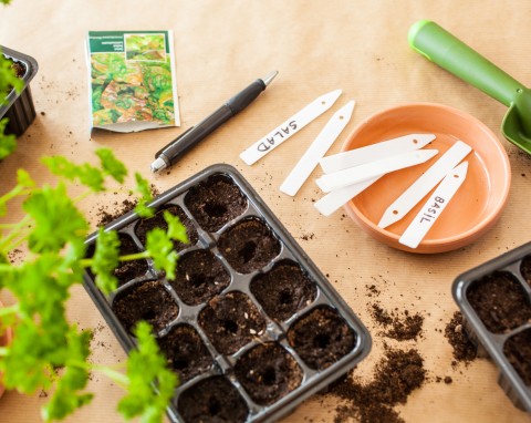 Wysiew warzyw w lutym. Jak uprawiać własny ogród warzywny