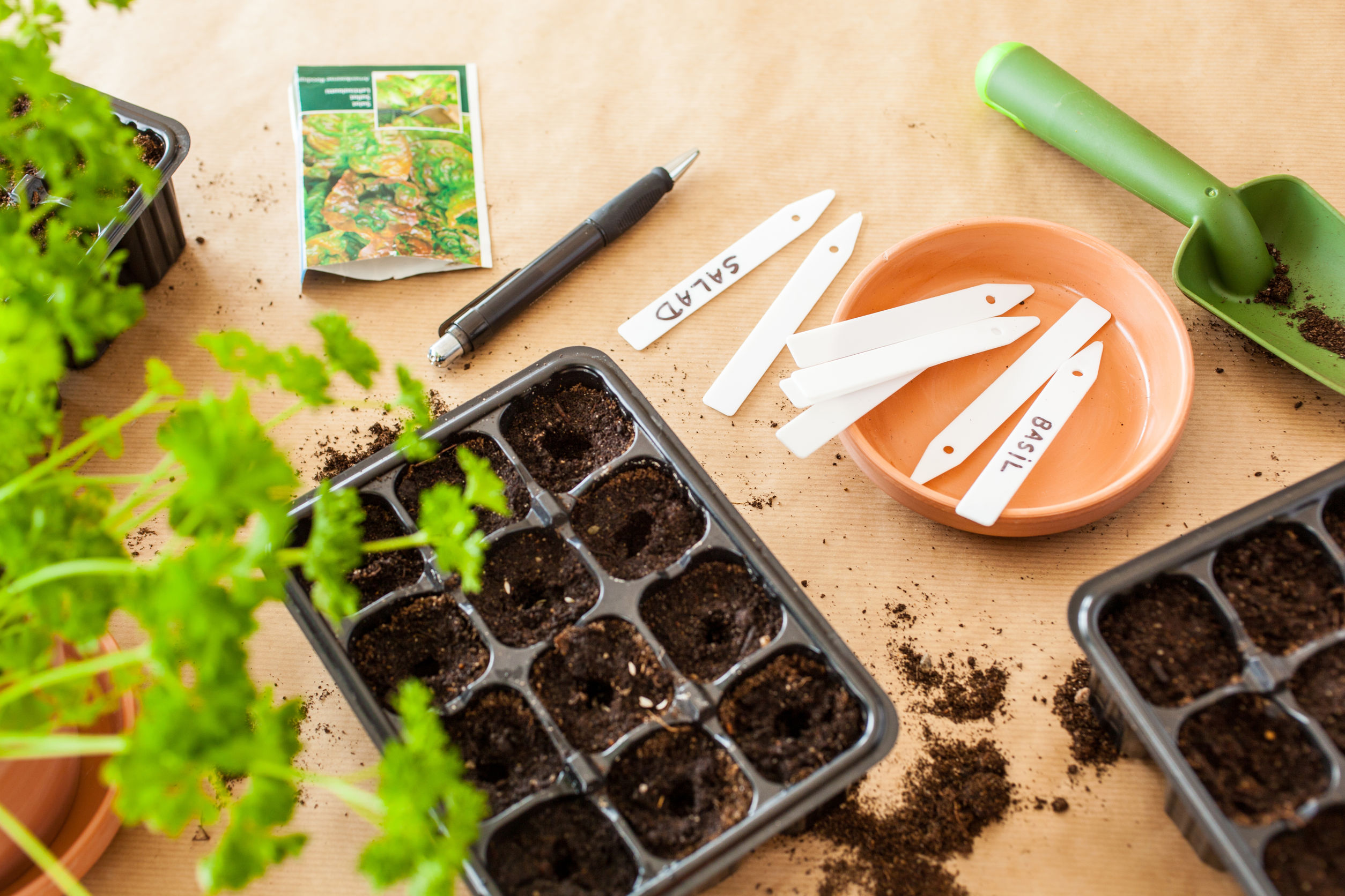 Wysiew Warzyw W Lutym Jak Uprawiać Własny Ogród Warzywny Deccoriapl 5940