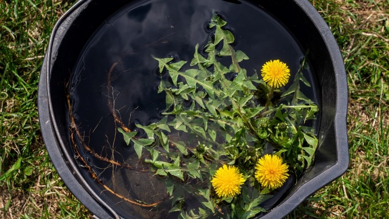 gnojówka z mniszka lekarskiego