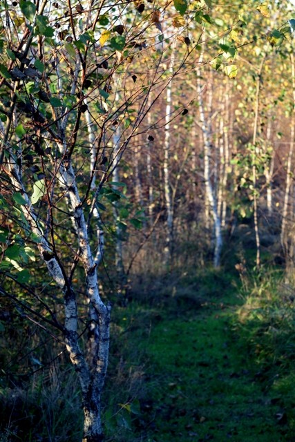 Ogród, Babie lato w moim dzikim ogrodzie - rośnie nam las... a my wydeptujemy w nim ściezki