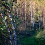 Ogród, Babie lato w moim dzikim ogrodzie - rośnie nam las... a my wydeptujemy w nim ściezki