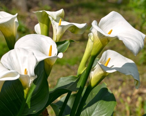 Cantedeskia (Zantedeschia)