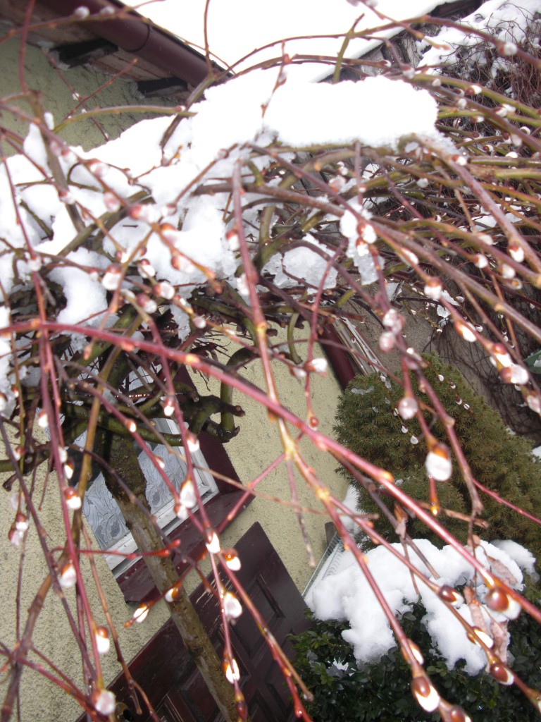 Pozostałe, PIERWSZY DZIEŃ WIOSNY........... - Wiosna :)