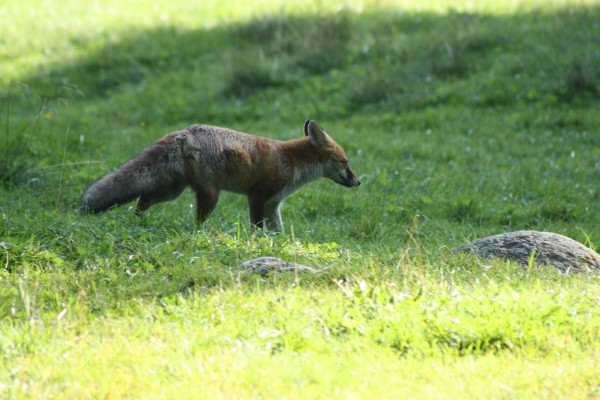 Pozostałe, Niebiańskie Taterkowanie - A tutaj ustrzelony inszy gatunek fauny taterkowej...