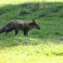 Pozostałe, Niebiańskie Taterkowanie - A tutaj ustrzelony inszy gatunek fauny taterkowej...