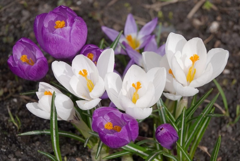 pielęgnacja krokusów jesiennych