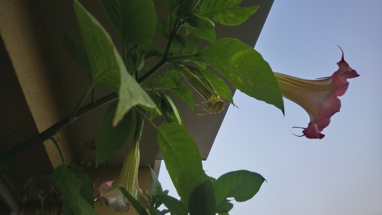 Balkon, Lato na balkonie.............moje datury........... - ................datura..............