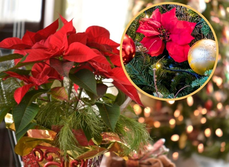 Gwiazda betlejemska na choince? Dlaczego nie!