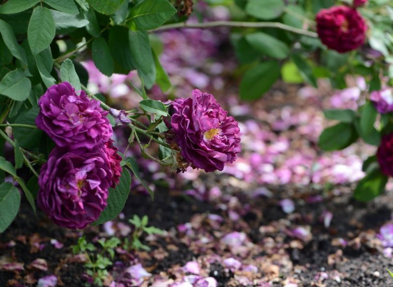 rosa