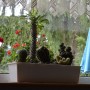 Salon, Pokój nastolatki - kaktusowy zagajnik