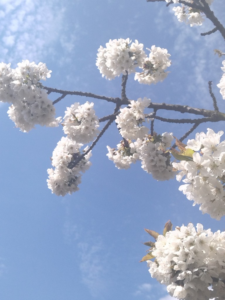 Rośliny, Majowe radości.................... - W maju jak w gaju................cieszmy się kwitnącym majowym kwieciem................a najpiękniejszy jest majowy sad.....................pozdrawiam Was bardzo serdecznie ............