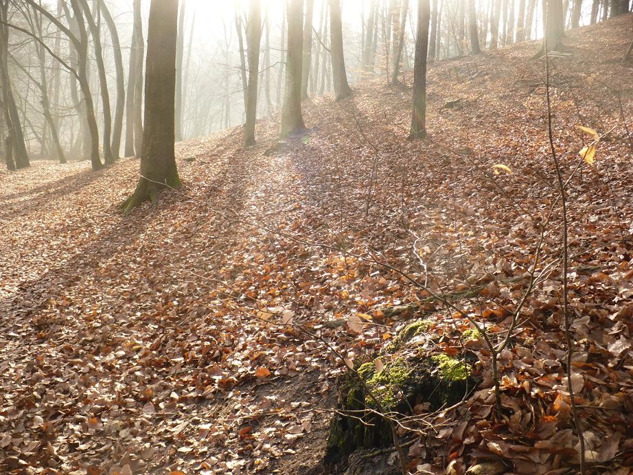 Rośliny, Moje poszukiwanie wiosny.......... - ..........i słonko...........