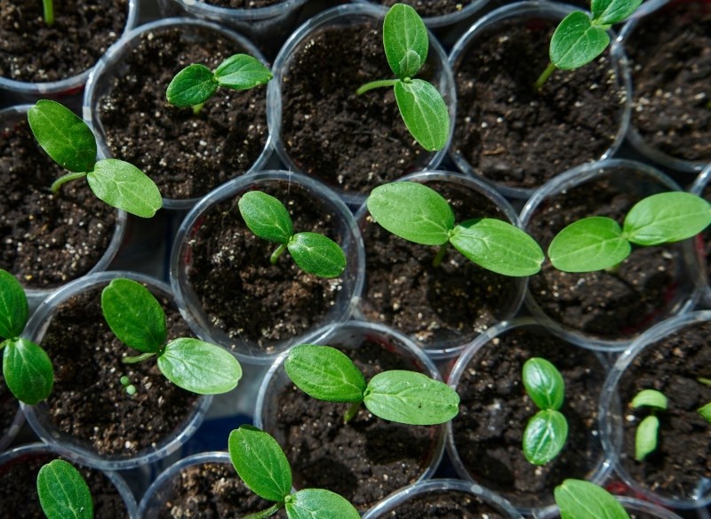 jakie odmiany ogórka gruntowego wybrać