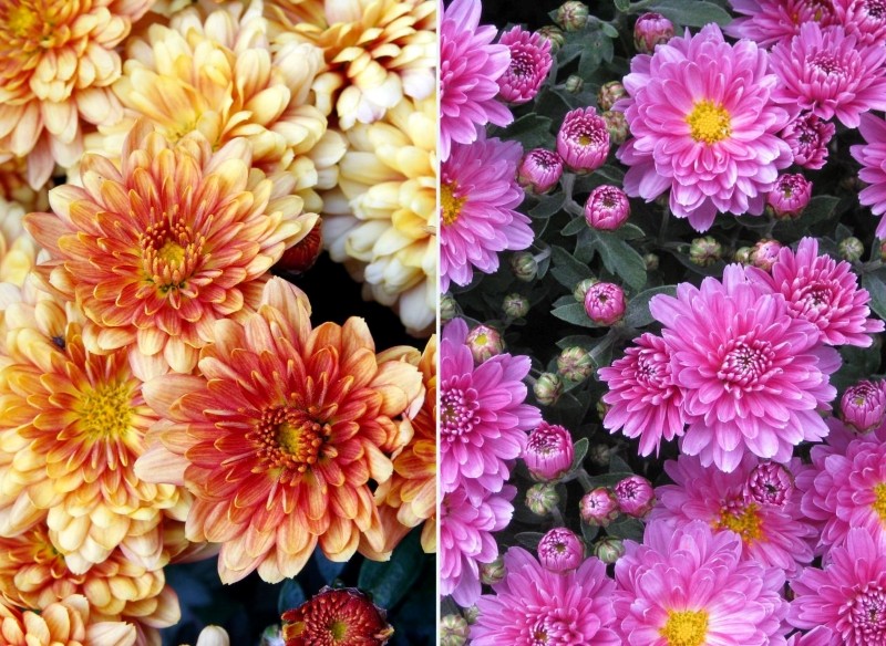 domowa odżywka do chryzantem