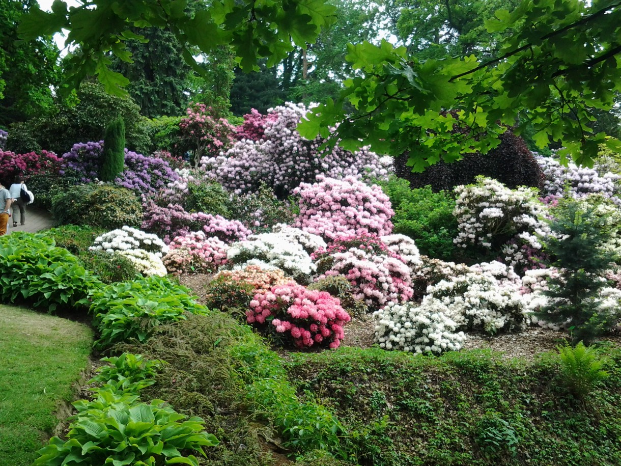 Pozostałe, Zakwitly rozaneczniki i azalie w arboretum