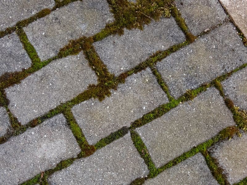 Skąd się bierze mech na kostce brukowej? Fot. krrad/123RF.com