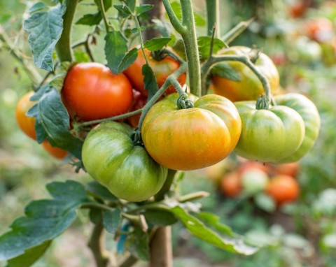 Nawożenie warzyw latem – czego najbardziej potrzebują? Nawożenie organiczne czy mineralne