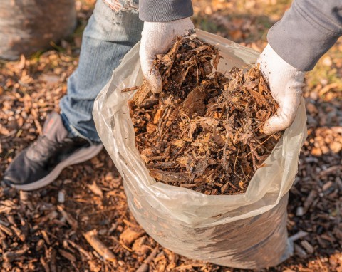 Ściółkowanie rozdrobnionymi gałęziami – zalety i wady. Jakie rośliny podsypywać?