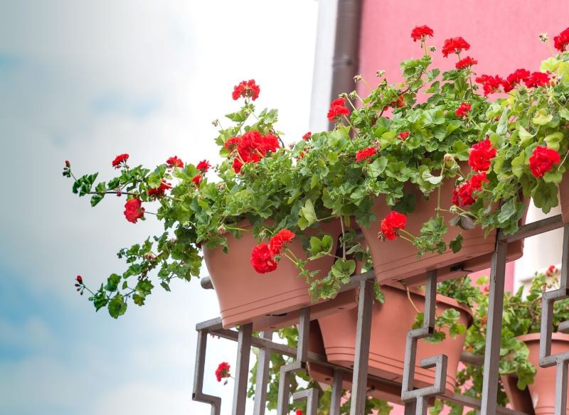 Pelargonie to jedne z najchętniej wybieranych kwiatów balkonowych.